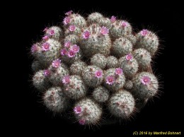 Mammillaria bombycina 1670